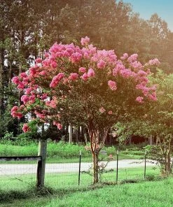 SN FLOWERING COLLECTION Crape Myrtle - Tuscarora
