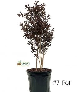 SN Crape Myrtle - First Editions® Twilight Magic™ FLOWERING COLLECTION