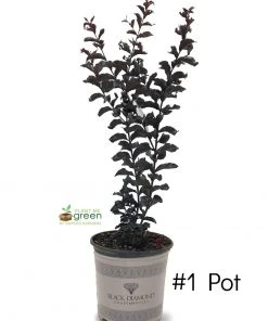 SN Crape Myrtle - Black Diamond Crimson Red FLOWERING COLLECTION