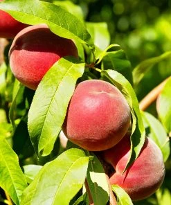 SN FRUIT COLLECTION Peach Trees - Crimson Lady