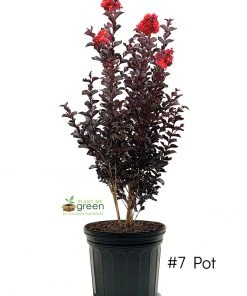 SN Crape Myrtle - Black Diamond Crimson Red FLOWERING COLLECTION