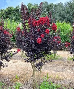 SN Crape Myrtle - Black Diamond Crimson Red FLOWERING COLLECTION