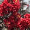 SN Crape Myrtle - Black Diamond Crimson Red FLOWERING COLLECTION