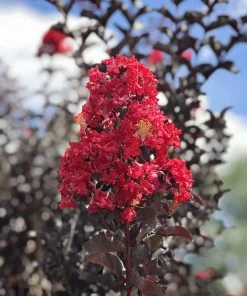 SN Crape Myrtle - Black Diamond Crimson Red FLOWERING COLLECTION
