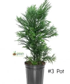 SN Cryptomeria - Yoshino EVERGREEN COLLECTION