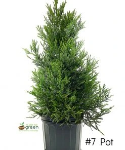 SN Cryptomeria - Yoshino EVERGREEN COLLECTION