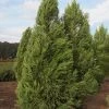 SN Cryptomeria - Yoshino EVERGREEN COLLECTION