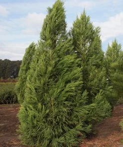 SN Cryptomeria - Yoshino EVERGREEN COLLECTION