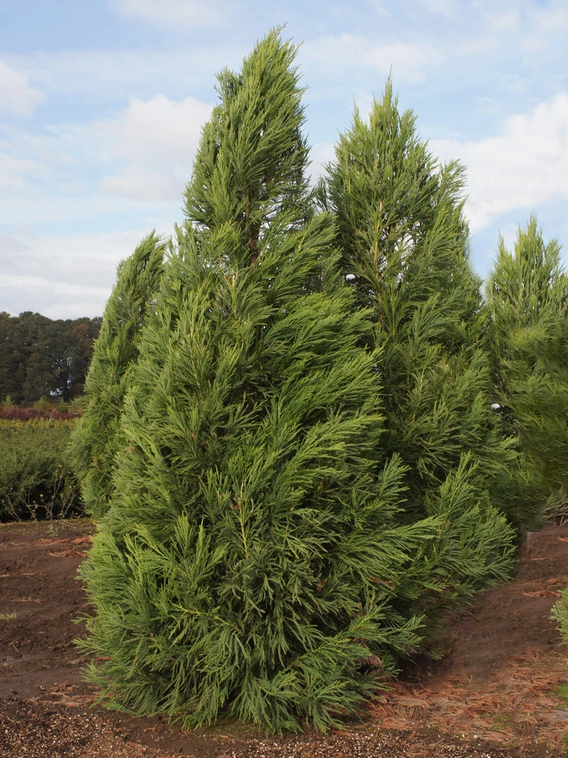 SN Cryptomeria - Yoshino EVERGREEN COLLECTION