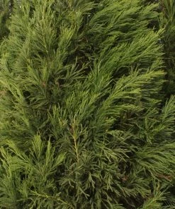 SN Cryptomeria - Yoshino EVERGREEN COLLECTION