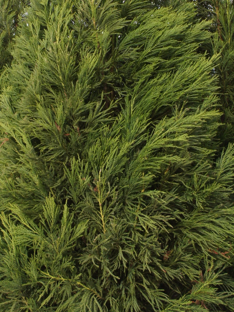 SN Cryptomeria - Yoshino EVERGREEN COLLECTION
