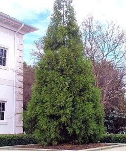 SN Cryptomeria - Yoshino EVERGREEN COLLECTION