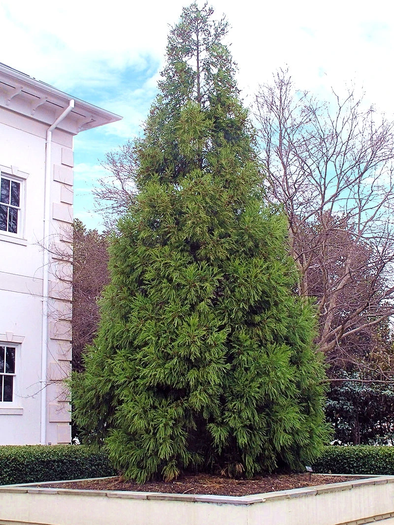 SN Cryptomeria - Yoshino EVERGREEN COLLECTION