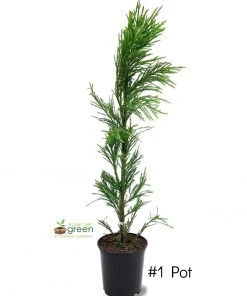 SN Cryptomeria - Yoshino EVERGREEN COLLECTION