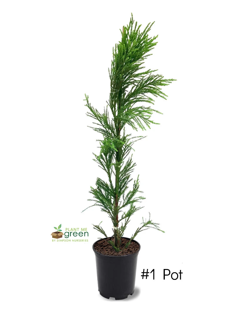 SN Cryptomeria - Yoshino EVERGREEN COLLECTION