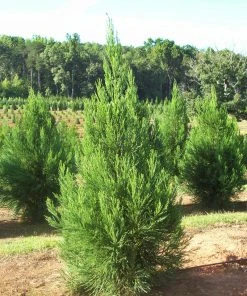 SN Cryptomeria - Radicans