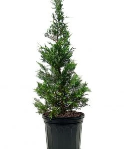 SN Cypress - Leyland