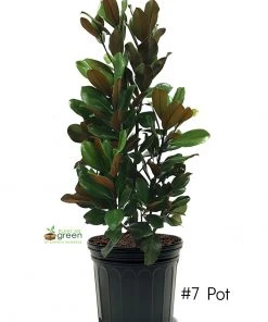 SN FLOWERING COLLECTION Magnolia - D. D. Blanchard (Southern)