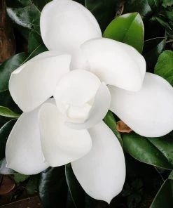 SN FLOWERING COLLECTION Magnolia - D. D. Blanchard (Southern)