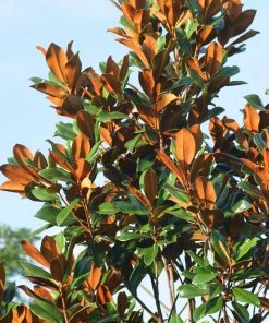 SN FLOWERING COLLECTION Magnolia - D. D. Blanchard (Southern)