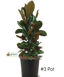 SN FLOWERING COLLECTION Magnolia - D. D. Blanchard (Southern)