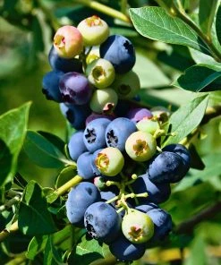 SN Blueberries Blueberry - DeSoto (Rabbit Eye)