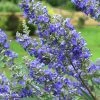 Plant Me Green Vitex - First Editions® Delta Blues™ Other Flowering Plants