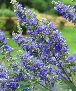 Plant Me Green Vitex - First Editions® Delta Blues™ Other Flowering Plants