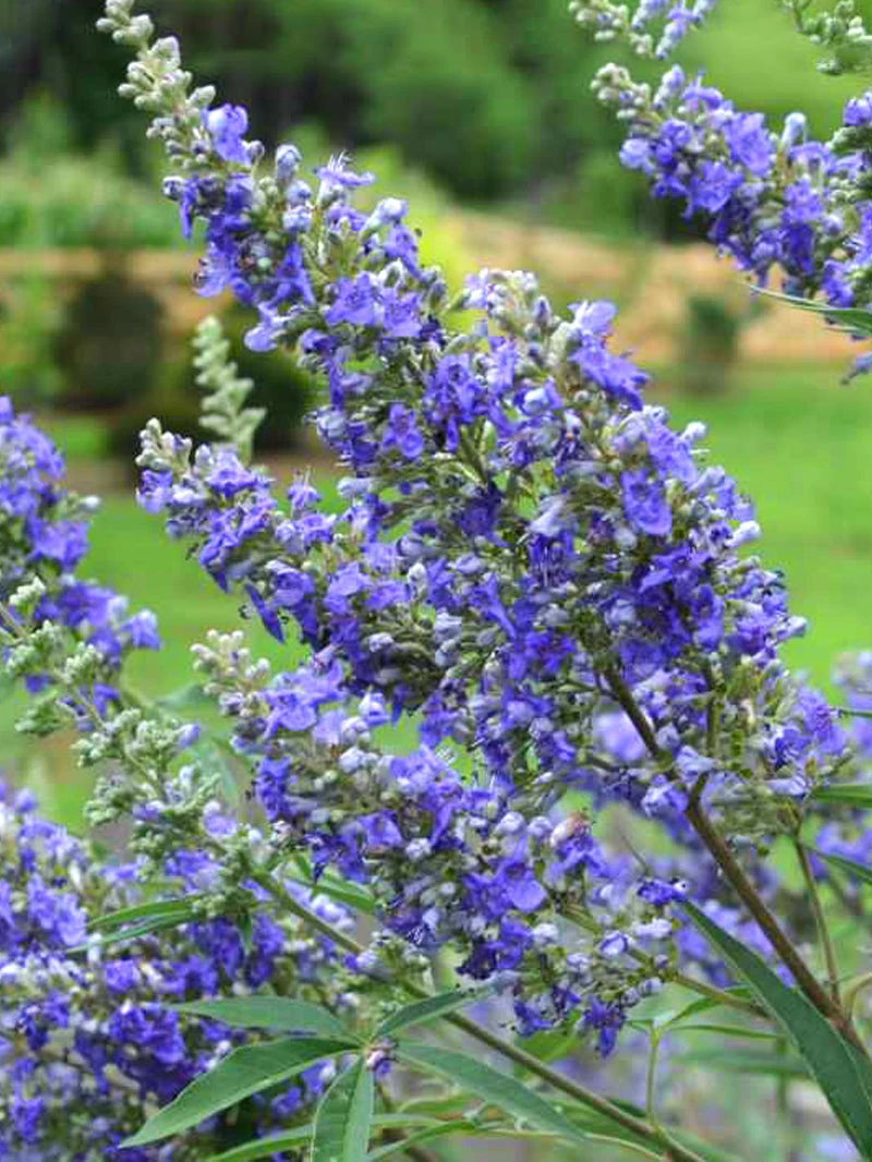 Plant Me Green Vitex - First Editions® Delta Blues™ Other Flowering Plants