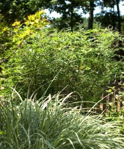 Plant Me Green Vitex - First Editions® Delta Blues™ Other Flowering Plants