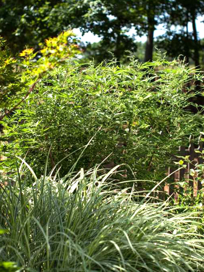 Plant Me Green Vitex - First Editions® Delta Blues™ Other Flowering Plants