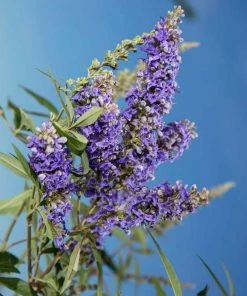 Plant Me Green Vitex - First Editions® Delta Blues™ Other Flowering Plants
