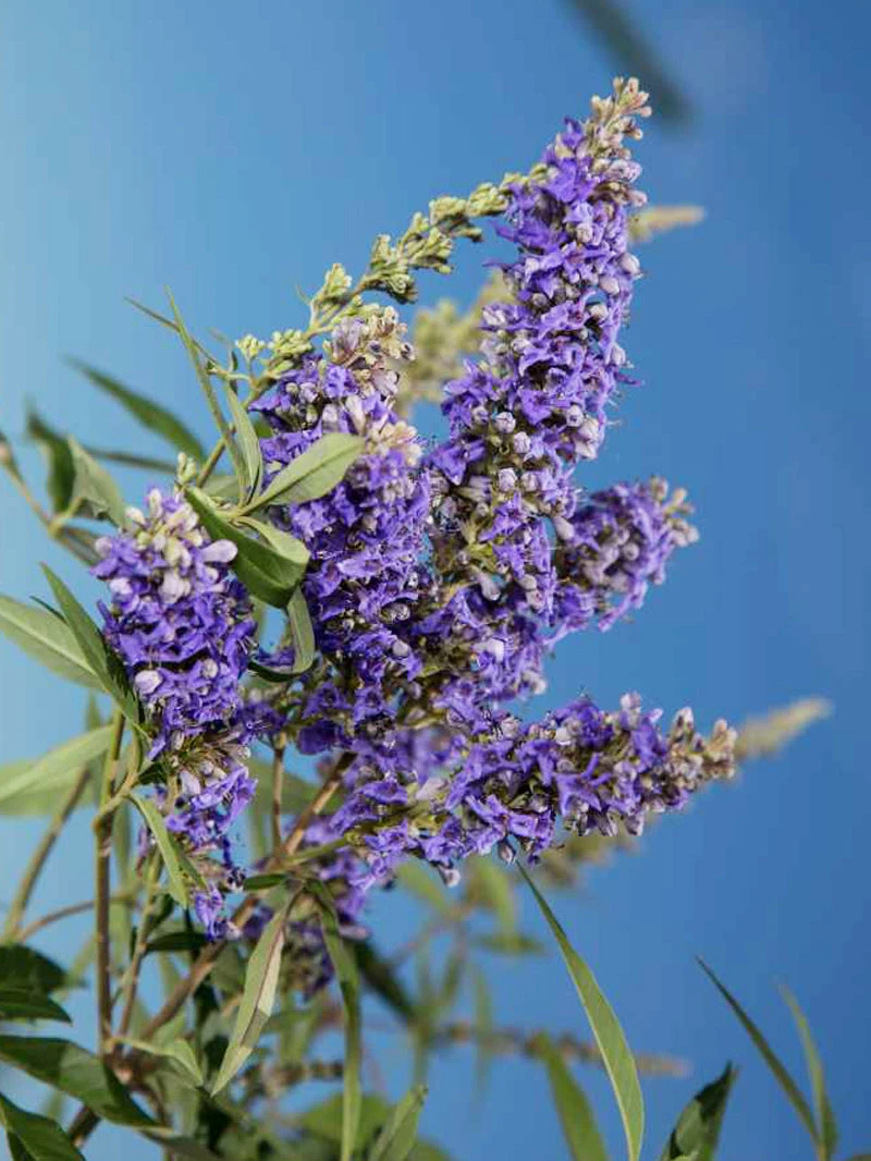 Plant Me Green Vitex - First Editions® Delta Blues™ Other Flowering Plants
