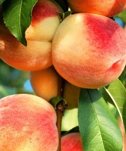 SN FRUIT COLLECTION Peach Trees - Dixieland