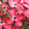SN FLOWERING COLLECTION Dogwood - Red