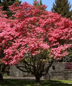 SN FLOWERING COLLECTION Dogwood - Red