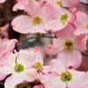 SN FLOWERING COLLECTION Dogwood - Pink