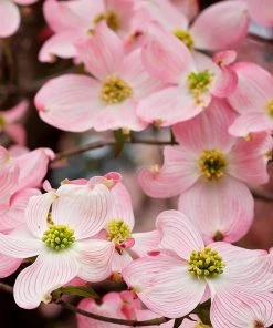 SN FLOWERING COLLECTION Dogwood - Pink