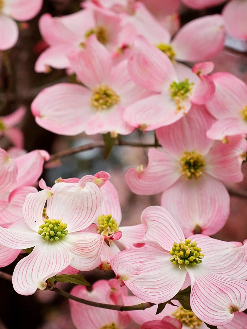 SN FLOWERING COLLECTION Dogwood - Pink