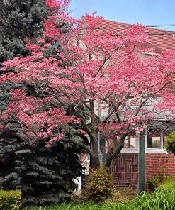 SN FLOWERING COLLECTION Dogwood - Pink