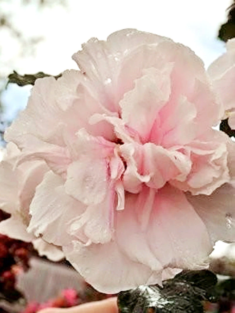 SN Althea - Double Pink FLOWERING COLLECTION