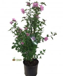 SN Althea - Double Purple FLOWERING COLLECTION
