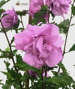 SN Althea - Double Purple FLOWERING COLLECTION