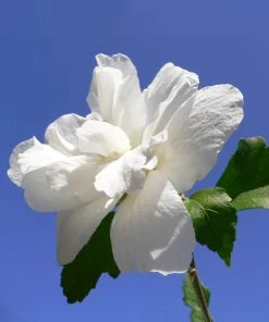 SN Althea - Double White