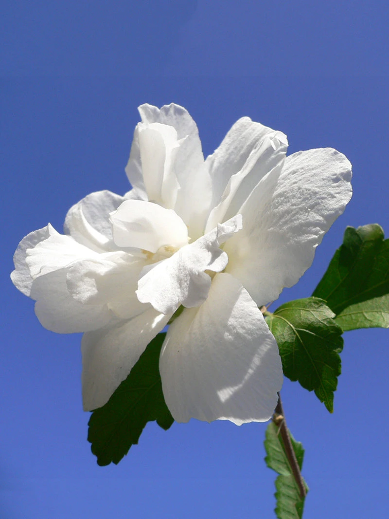 SN Althea - Double White