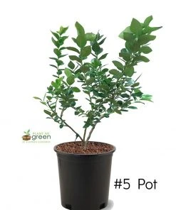 SN Blueberry - Chandler (Northern Highbush)