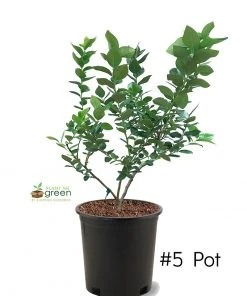 SN Blueberry - Brigitta (Northern Highbush)