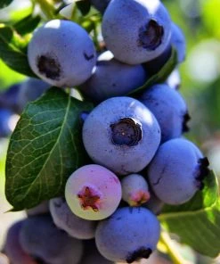 SN Blueberry - Duke (Northern Highbush)