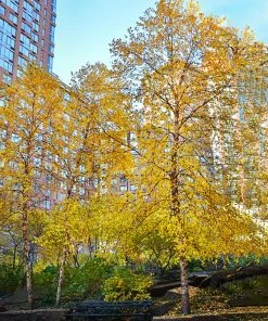 SN River Birch - Dura Heat