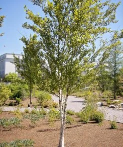 SN River Birch - Dura Heat